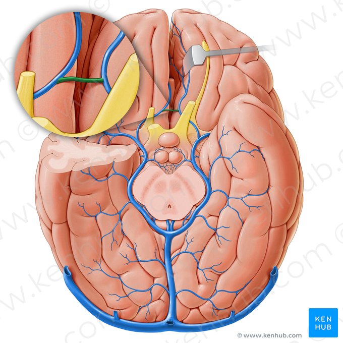Vena communicans anterior (Vordere Verbindungsvene); Bild: Paul Kim