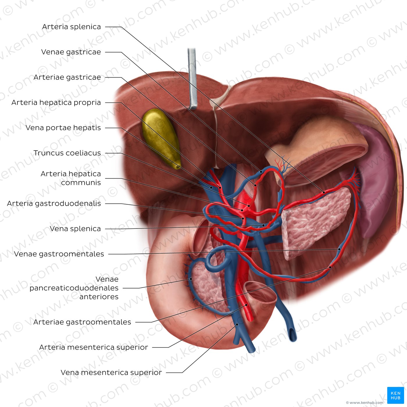Hepatic portal vein