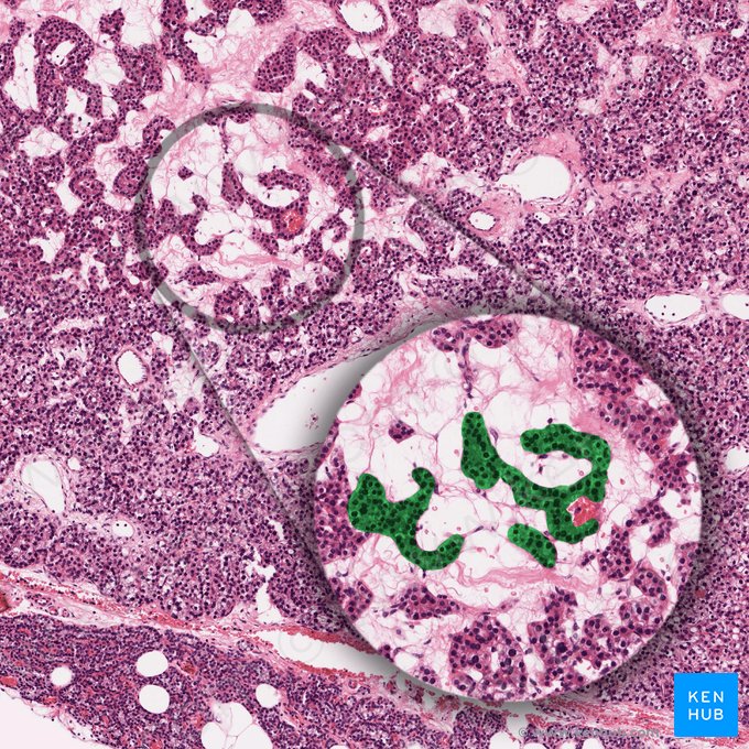 Parathyrocytus endocrinus (Hauptzelle der Nebenschilddrüse); Bild: 