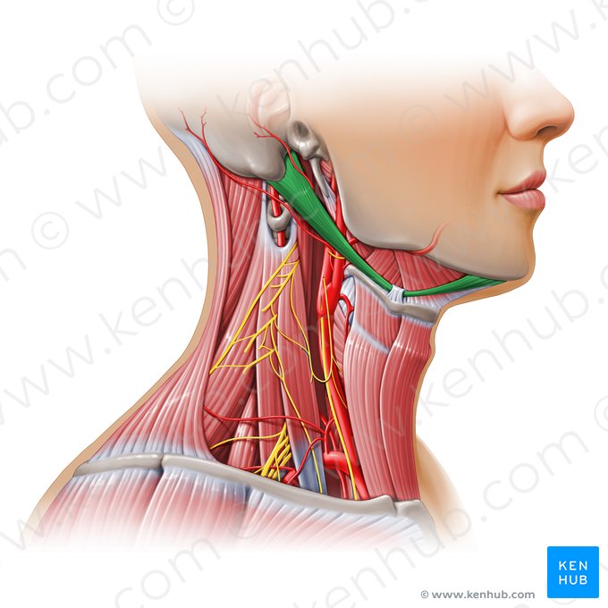 Digastric muscle (Musculus digastricus); Image: Paul Kim