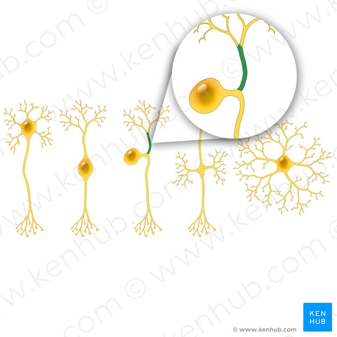 Processus peripheralis neuri pseudounipolaris (Peripherer Fortsatz des pseudounipolaren Neurons); Bild: Paul Kim