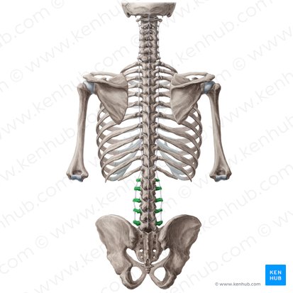 Transverse processes of vertebrae L1-L5 (Processus transversi vertebrarum L1-L5); Image: Yousun Koh