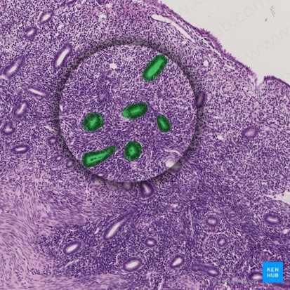 Endometrial glands (Glandulae endometrii); Image: 
