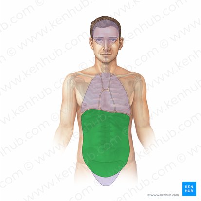Abdominal cavity (Cavitas abdominis); Image: Paul Kim