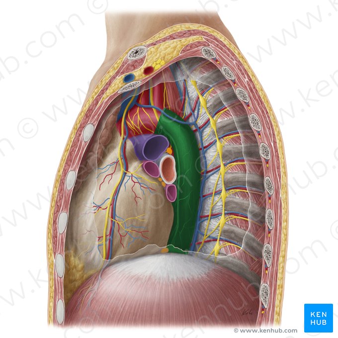 Descending thoracic aorta (Aorta thoracica descendens); Image: Yousun Koh