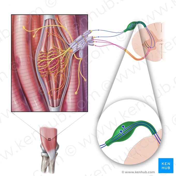 Raíz posterior del nervio espinal (Radix posterior nervi spinalis); Imagen: Paul Kim