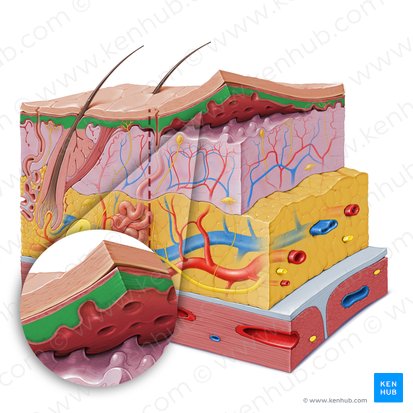 Stratum spinosum epidermis (Stachelzellschicht der Epidermis); Bild: Paul Kim