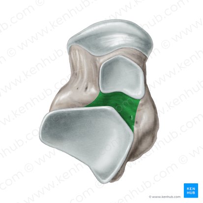 Sulcus ossis tali (Furche des Sprungbeins); Bild: Samantha Zimmerman