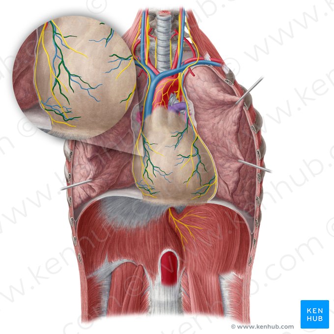 Pericardiacophrenic artery (Arteria pericardiacophrenica); Image: Yousun Koh