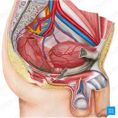 Right middle anorectal artery (Arteria anorectalis media dextra); Image: Irina Münstermann