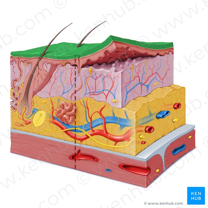 Camada queratinizada da epiderme (Stratum corneum epidermis); Imagem: Paul Kim