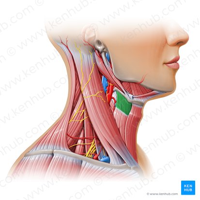 Thyrohyoid muscle (Musculus thyrohyoideus); Image: Paul Kim
