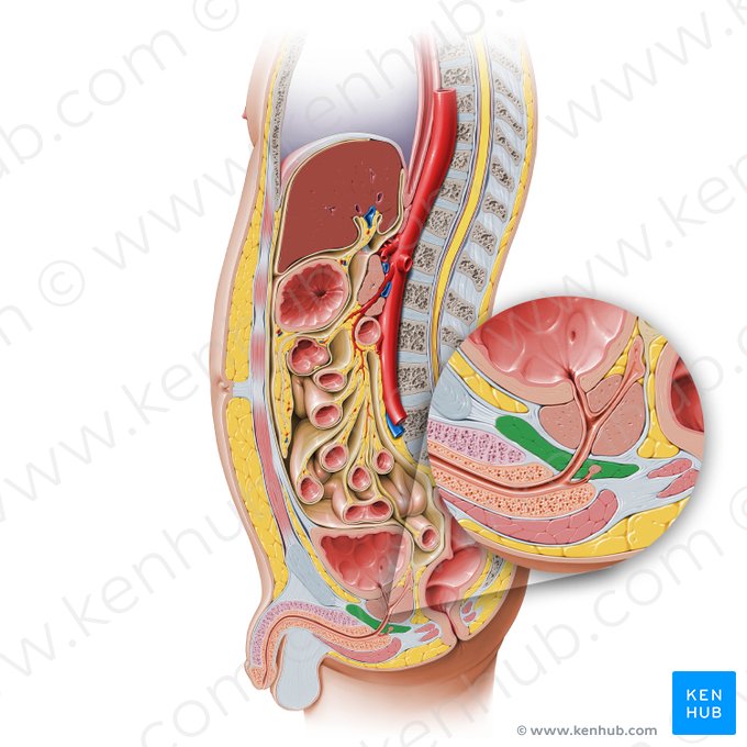 Urogenital diaphragm (Diaphragma urogenitale); Image: Paul Kim