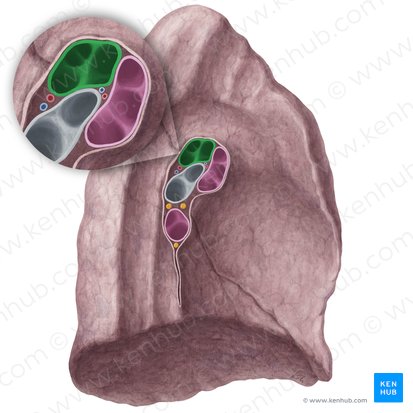 Left pulmonary artery (Arteria pulmonalis sinistra); Image: Yousun Koh