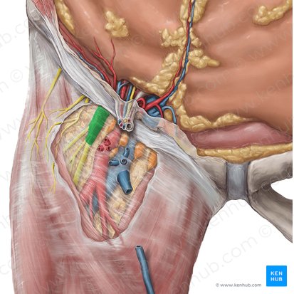Femoral nerve (Nervus femoralis); Image: Hannah Ely