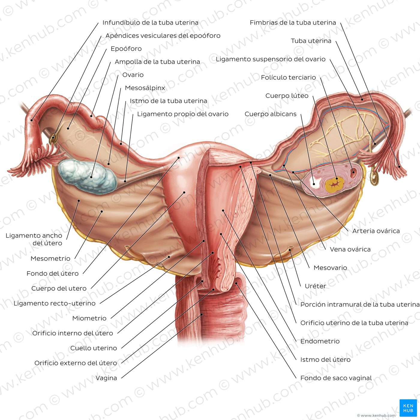 VIsión general del útero y ovarios (perspectiva anterior)