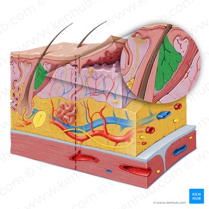 Sebaceous gland (Glandula sebacea); Image: Paul Kim