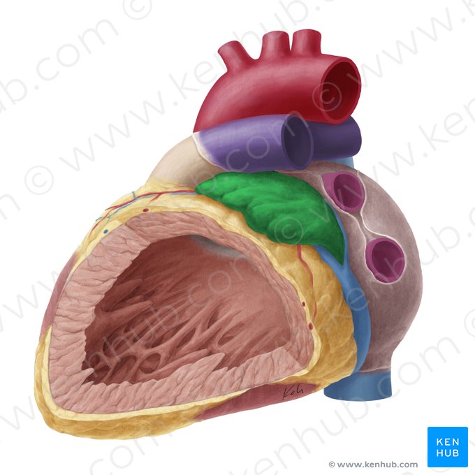 Left auricle of heart (Auricula sinistra cordis); Image: Yousun Koh