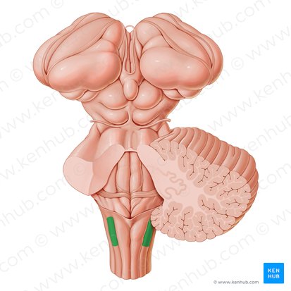 Cuneate tubercle (Tuberculum cuneatum); Image: Paul Kim