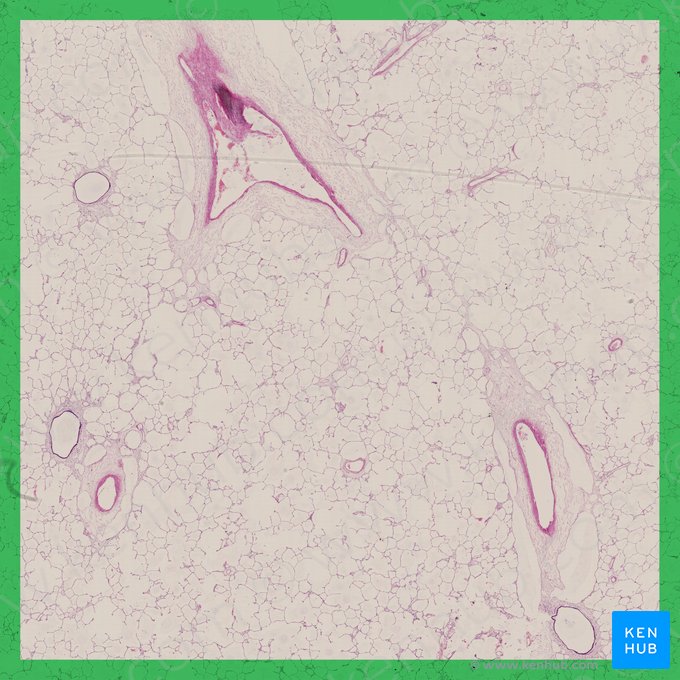 Lung (Pulmo); Image: 