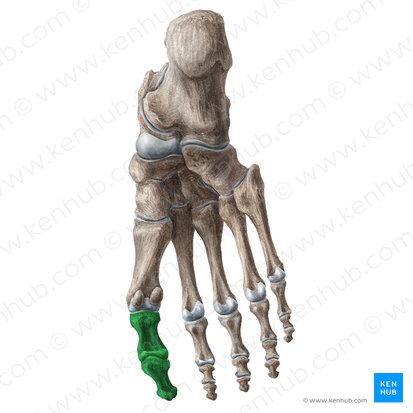 Great toe (Hallux); Image: Liene Znotina