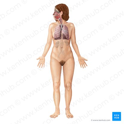 Respiratory system; Image: Begoña Rodriguez