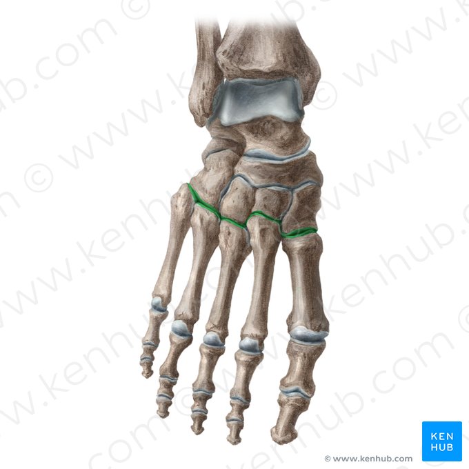 Tarsometatarsal joints (Articulationes tarsometatarseae); Image: Liene Znotina