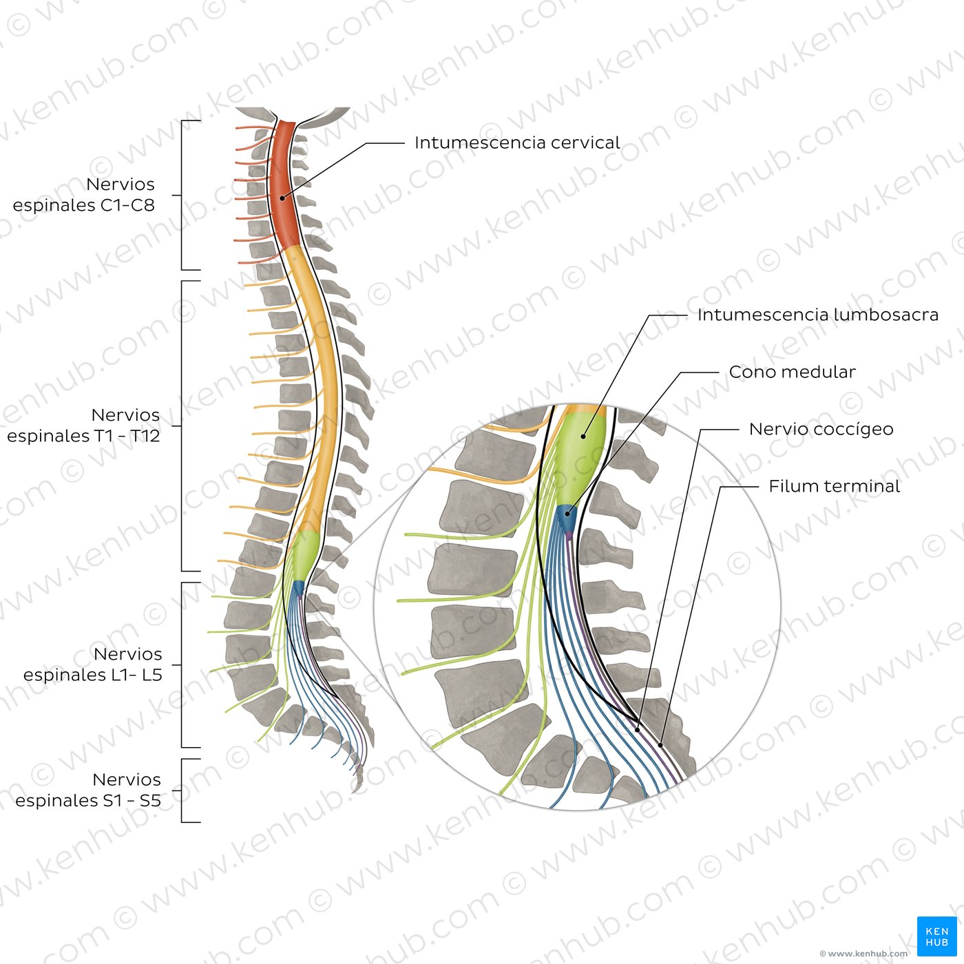Columna vertebral y nervios espinales