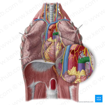 Pulmonary artery (Arteria pulmonalis); Image: Yousun Koh