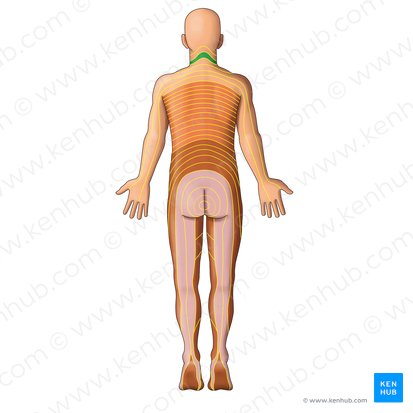 C4 dermatome (Dermatoma C4); Image: Irina Münstermann