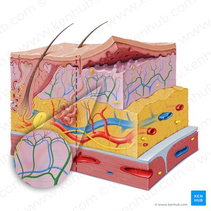 Dermal arterial network (Rete arteriosum dermale); Image: Paul Kim