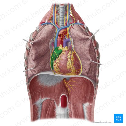 Átrio direito (Atrium dextrum cordis); Imagem: Yousun Koh