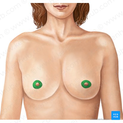 Areola (Brustwarzenhof); Bild: Irina Münstermann
