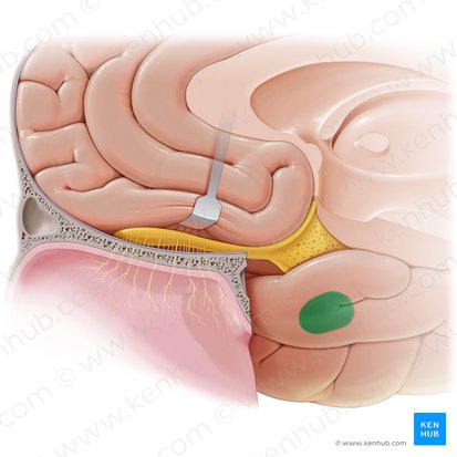 Corpus amygdaloideum (Amygdala); Bild: Paul Kim