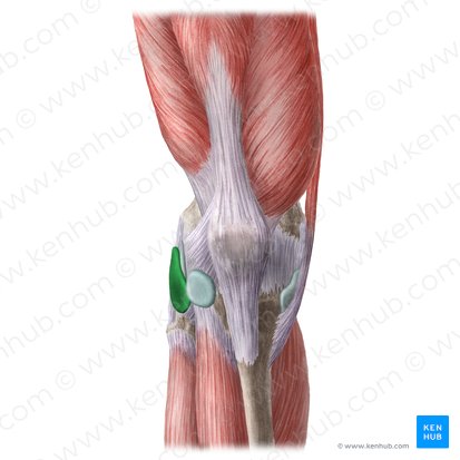 Bursa subtendinea inferior musculi bicipitis femoris (Unterer Sehnenschleimbeutel des zweiköpfigen Oberschenkelmuskels); Bild: Liene Znotina