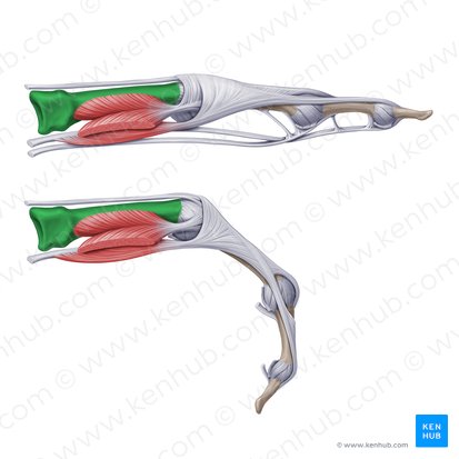 Metacarpal bones (Ossa metacarpi); Image: Paul Kim
