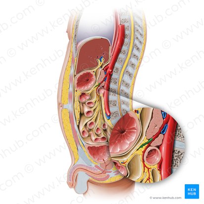 Middle colic artery (Arteria colica media); Image: Paul Kim