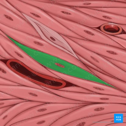 Sarcoplasm (Sarcoplasma); Image: Tal Bavli Ziv