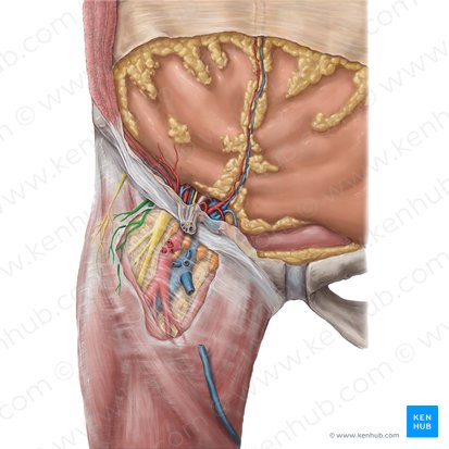 Femoral branch of genitofemoral nerve (Ramus femoralis nervi genitofemoralis); Image: Hannah Ely