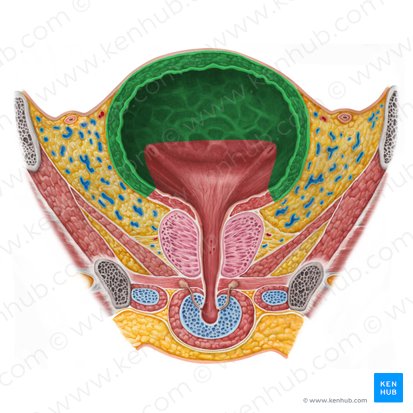 Body of urinary bladder (Corpus vesicae urinariae); Image: Irina Münstermann