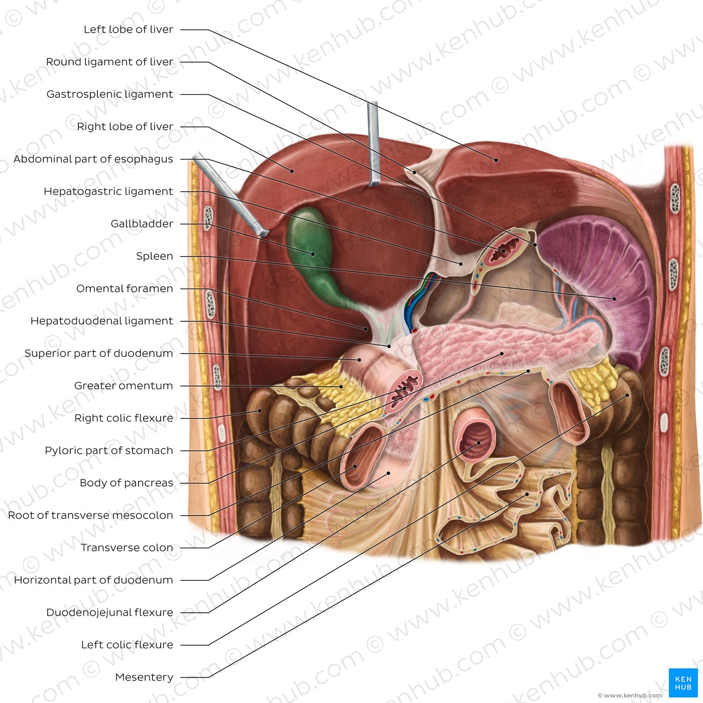 Liver in situ