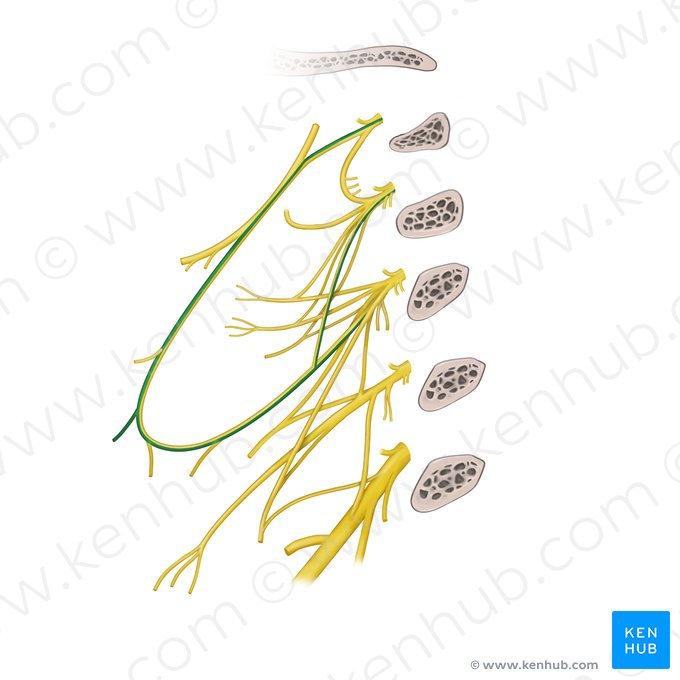 Ramus sternothyroideus ansae cervicalis (Brustbein-Schildknorpel-Muskel-Ast der Halsnervenschlinge); Bild: Begoña Rodriguez