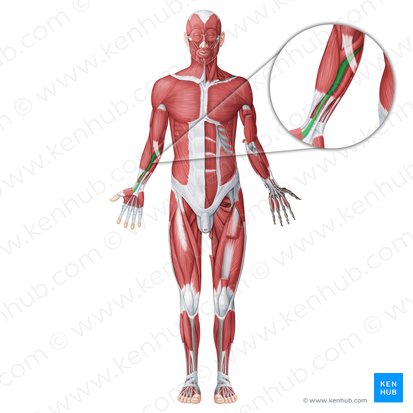 Flexor carpi radialis muscle (Musculus flexor carpi radialis); Image: Irina Münstermann