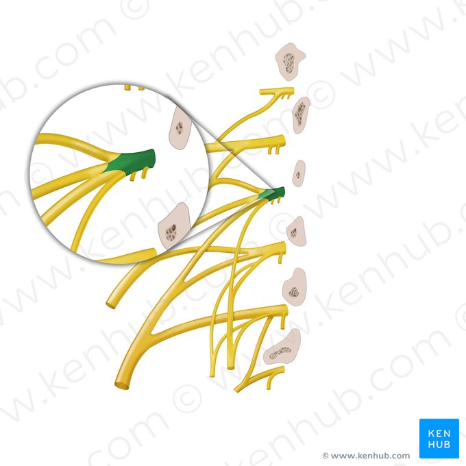Ramus anterior nervi spinalis L2 (Vorderer Ast des Spinalnervs L2); Bild: Begoña Rodriguez