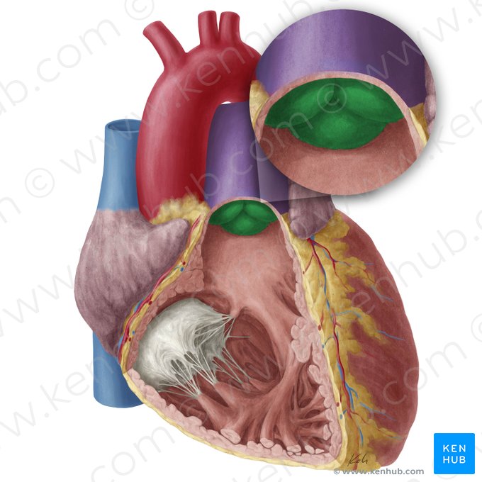Pulmonary valve (Valva trunci pulmonalis); Image: Yousun Koh