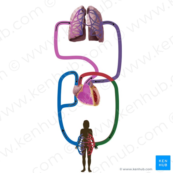 Systemic arteries (Arteriae systemicae); Image: Begoña Rodriguez