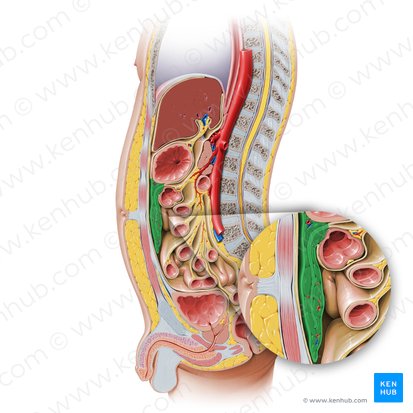 Greater omentum (Omentum majus); Image: Paul Kim