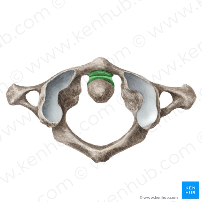 Median atlantoaxial joint (Articulatio atlantoaxialis mediana); Image: Liene Znotina