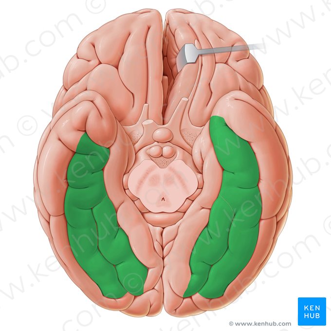Gyri occipitotemporales (Hinterhaupt-Schläfen-Windungen); Bild: Paul Kim