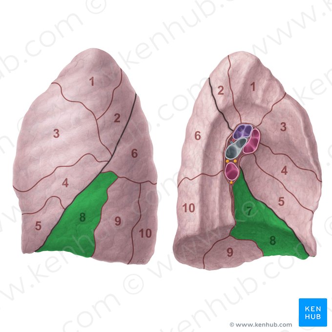 Anteromedial basal segment of left lung (Segmentum basale anteromediale pulmonis sinistri); Image: Paul Kim